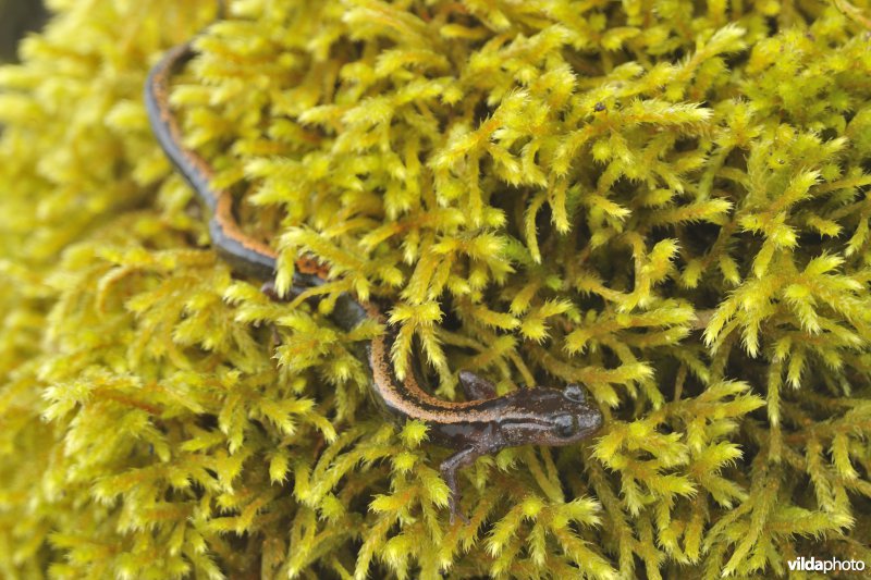 Goudstreepsalamander