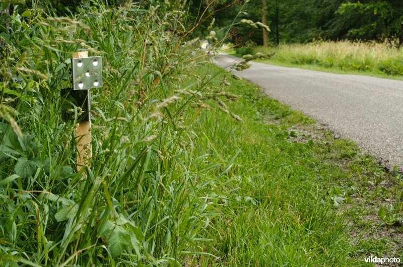 Wildspiegels langs een weg