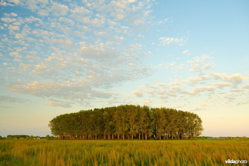 Populierenbos in uiterwaard