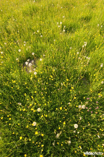 Bloemrijk grasland