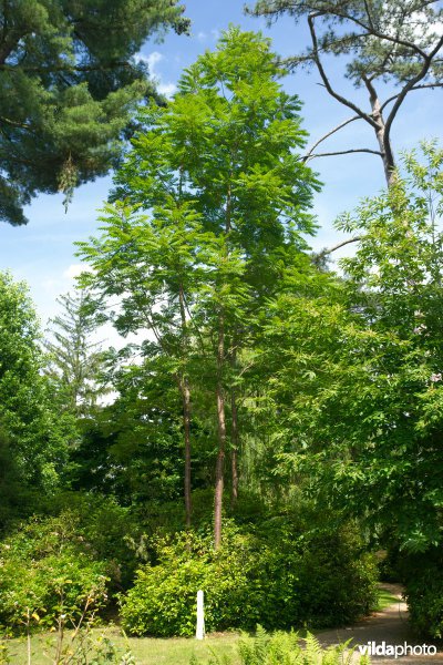 Cedrela sinensis
