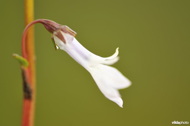 Waterlobelia