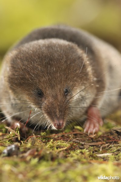 Bosspitsmuis