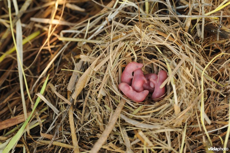 Bosspitsmuis