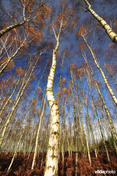 Berkenbos in Polen