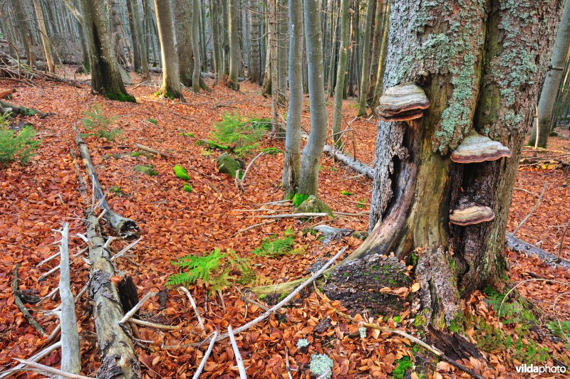 Beierse Woud