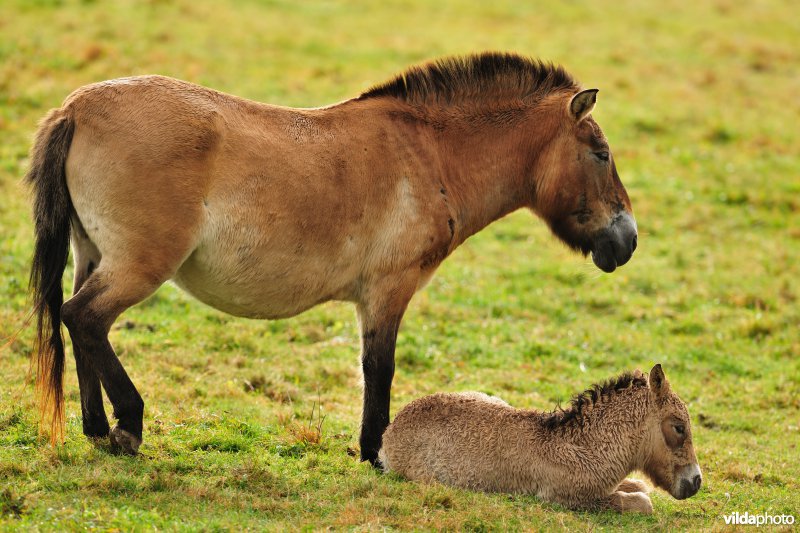 Przewalski-paard
