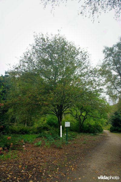 Eikbladige haagbeuk