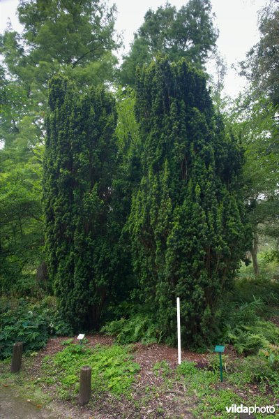 Ierse taxus