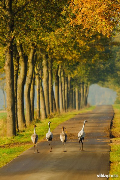 Familie kraanvogels op weg