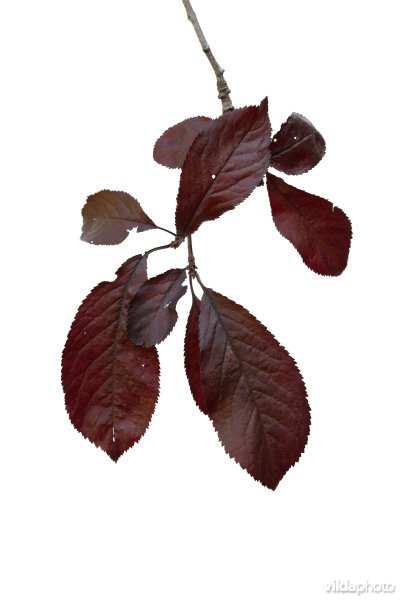 Prunus cerasifera var Nigra