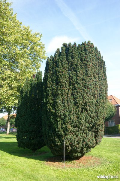 Taxus baccata Fastigiata