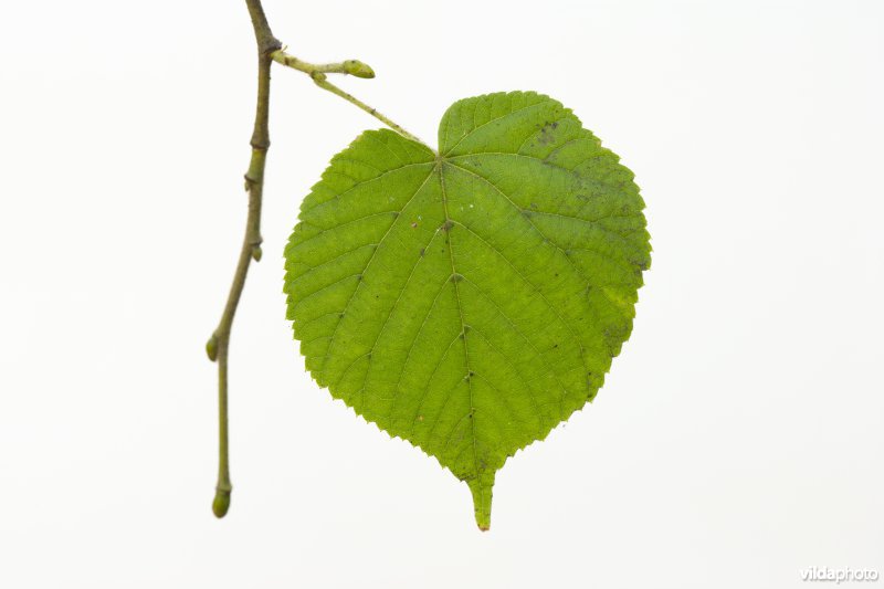 Tilia x vulgaris