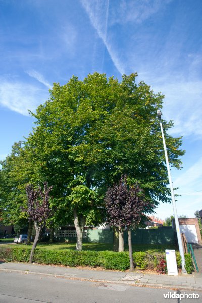 Tilia x vulgaris