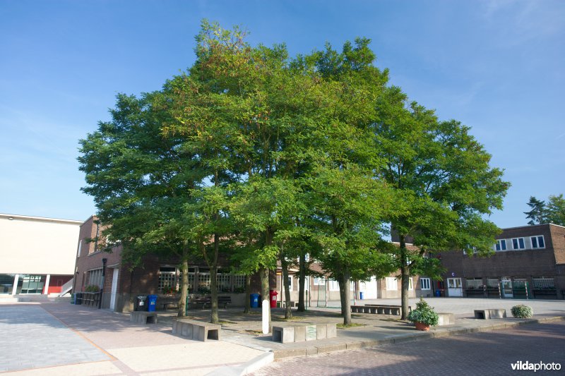Robinia pseudoacacia var Bessoniana