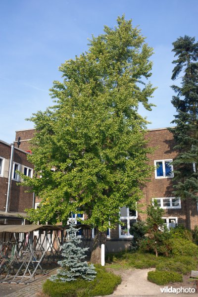 Ginkgo