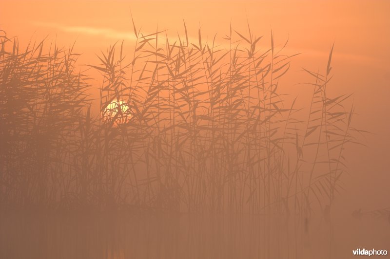 Zonsopgang boven rietveld