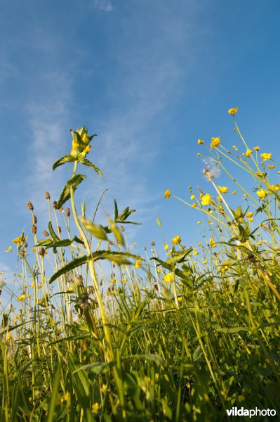 Bloeiende Grote ratelaar