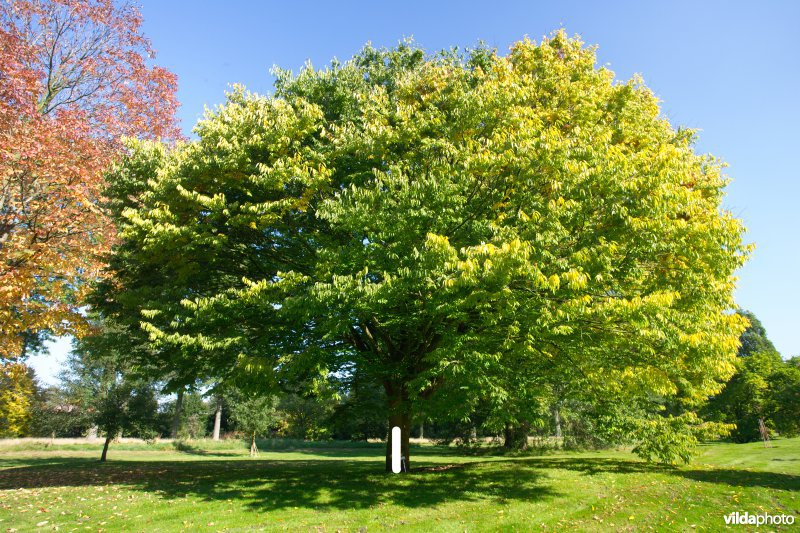 Japanse zelkova