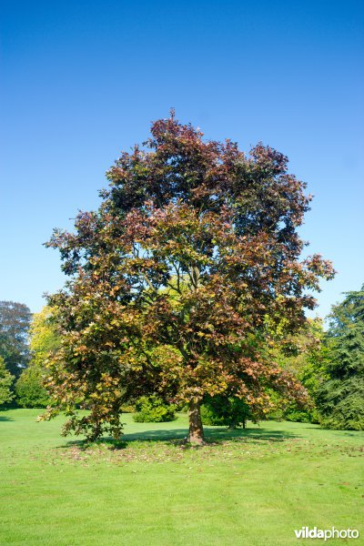 Quercus alba