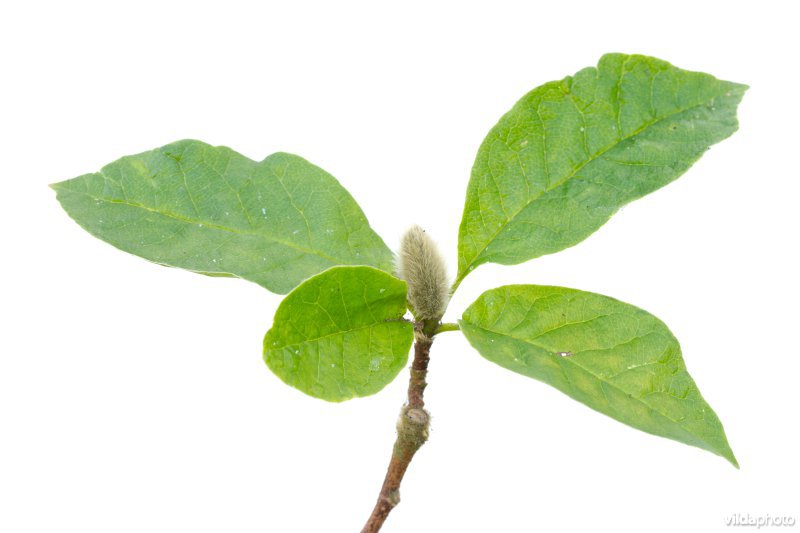 Magnolia kobus Norman Gold