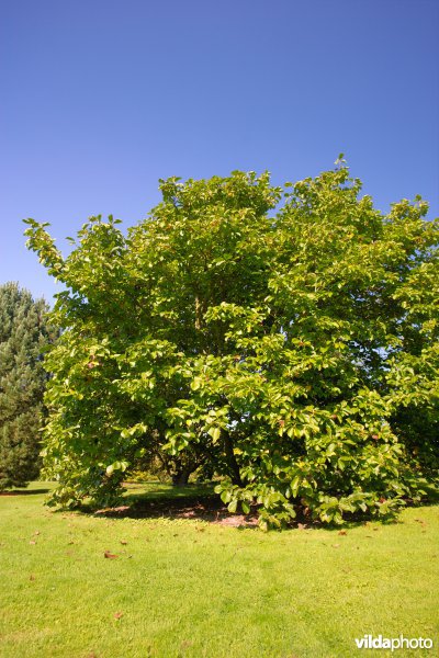 Magnolia x soulangeana Brozzoni
