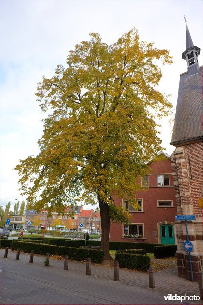 Hollandse linde