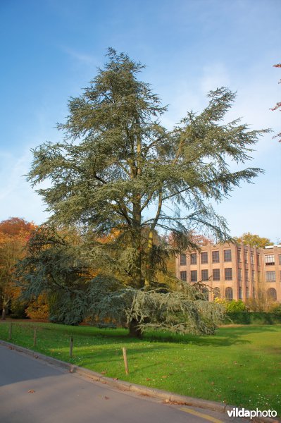 Cedrus atlantica var Glauca