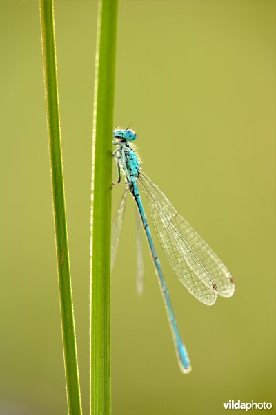 Azuurwaterjuffer