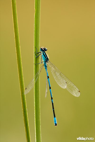 Azuurwaterjuffer