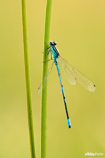 Azuurwaterjuffer