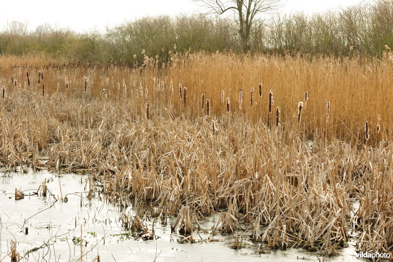 Oude Dijle-arm