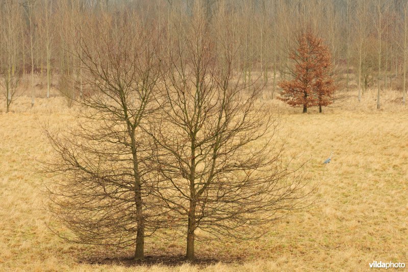 Grote Vijver deel 1 in het Zennegat