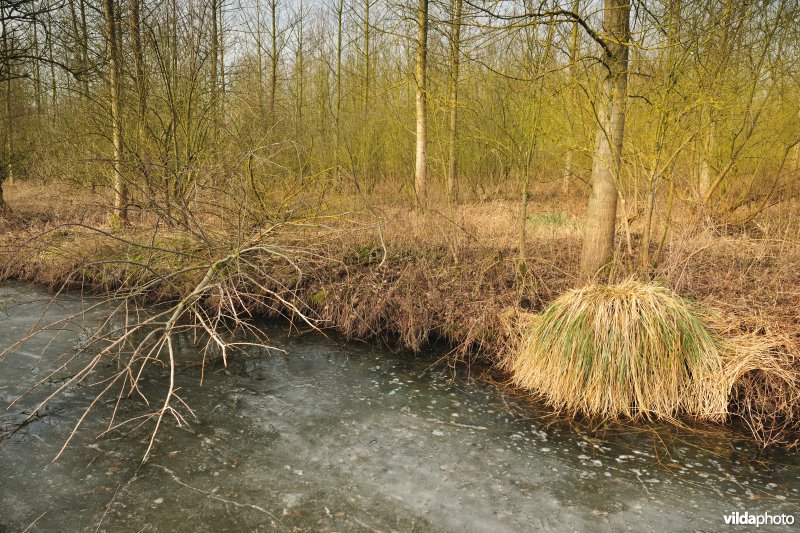 Scheldepolders Zwijn in Kastel