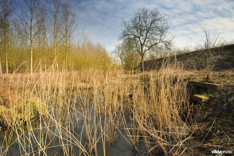 Scheldepolders Zwijn in Kastel