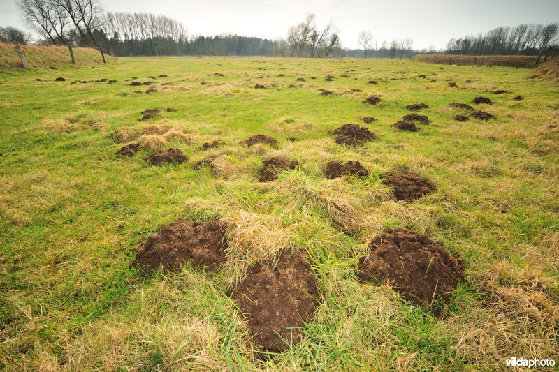 Vallei van de Grote Nete