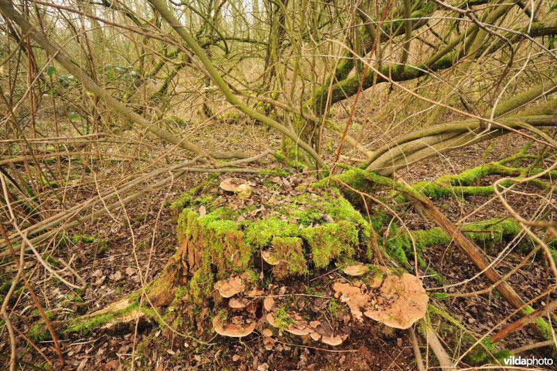 Vallei van de Grote Nete