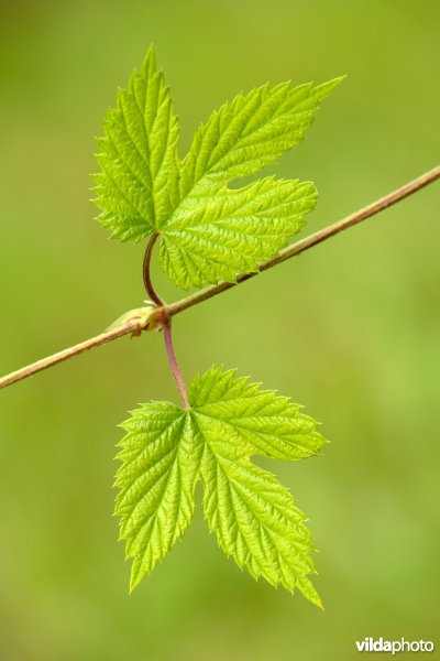 Hop