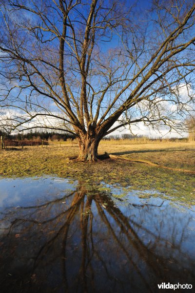 Wijmeers