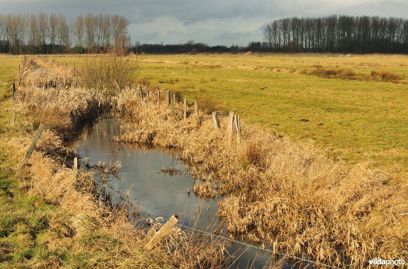 Belham in de Kalkense meersen