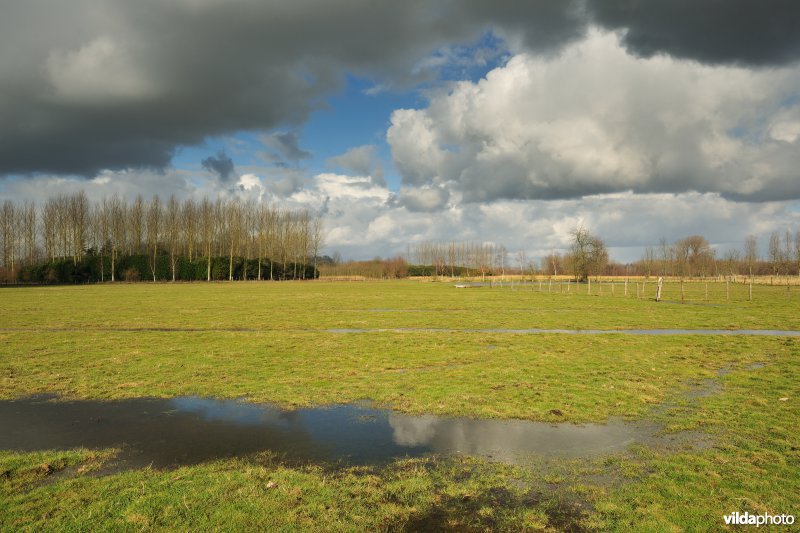 Springels in de Kalkense Meersen