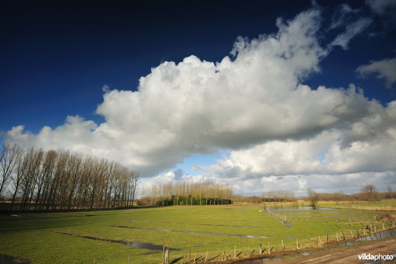 Springels in de Kalkense Meersen