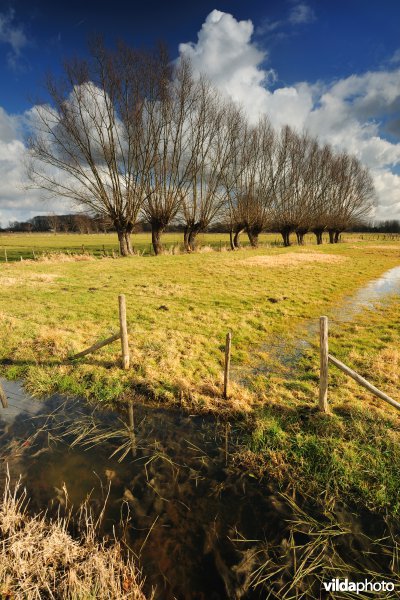Aard in de Kalkense Meersen