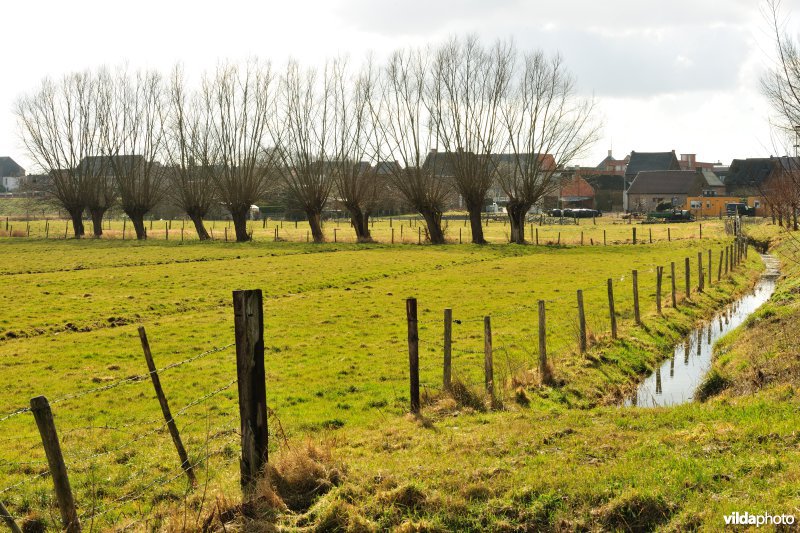 Aard in de Kalkense Meersen