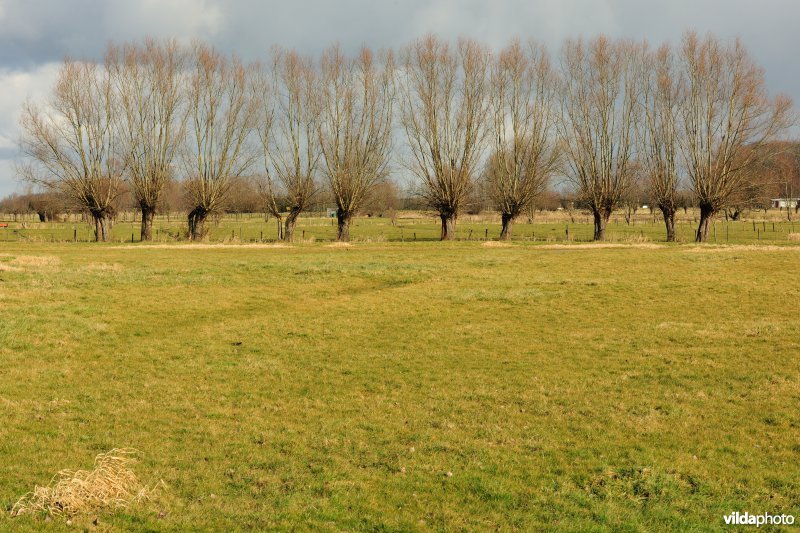 Aard in de Kalkense Meersen