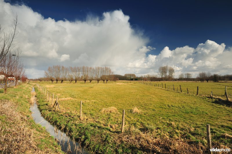 Aard in de Kalkense Meersen