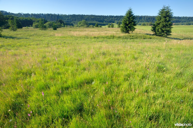 Habitat 7230: Alkalisch laagveen