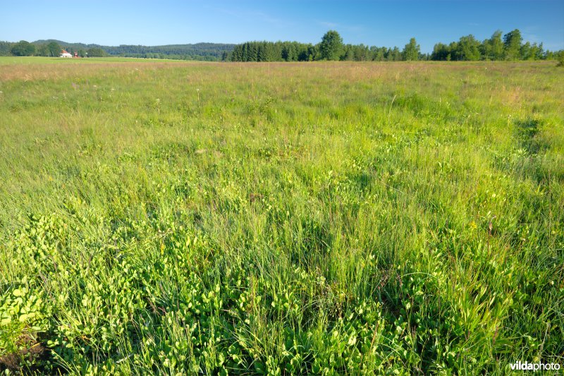 Habitat 7140: Overgangs- en trilvenen