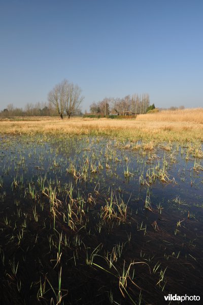 Hagemeersen