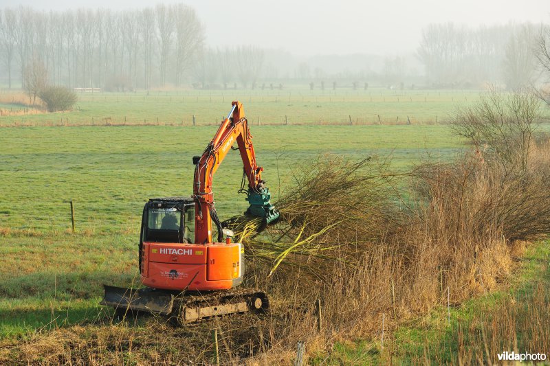 Bergenmeersen